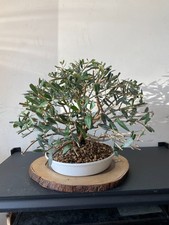 NEW YEAR GIFT - PREMIUM