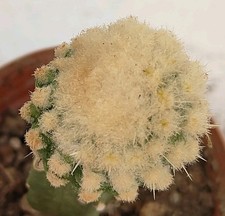 Echinocactus grusonii monster form clon 02