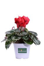 Pianta vera di Ciclamino vaso