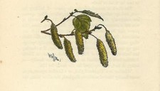 Stampa antica BETULLA RAMI