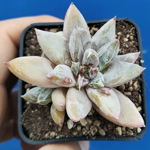 Echeveria unguiculata 2108 - unguiculata, ks