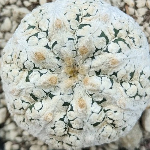 Astrophytum asterias type - astrophytum,