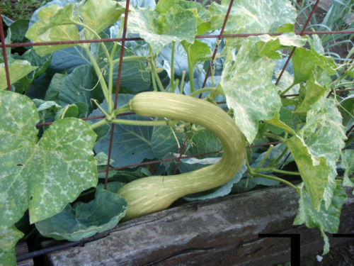 Zucca albenga trombetta - zucca,