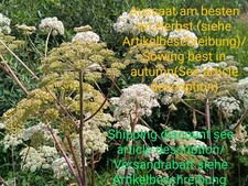 Angelo, Angelica sylvestris, angelica, 130 semi, semi, verdure selvatiche, pianta curativa