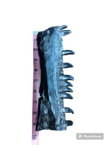 Allosaurus fragilis replica