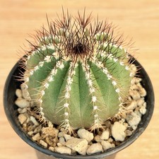 Uebelmannia pectinifera ,  pot 6,5 cm  ITALYCACTUS