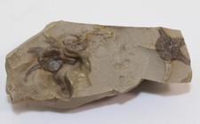 Stella serpente, Aspidura scutellata, Trias, Ummenhofen, Germania-c665