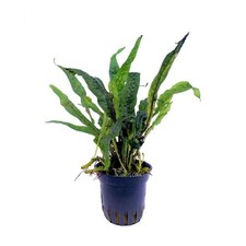 Microsorum sp. India in