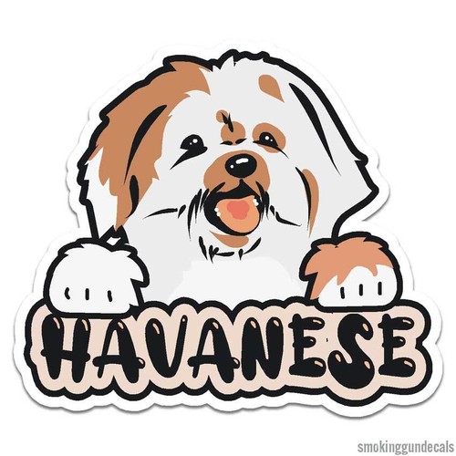 Havanese cane cucciolo - cane,