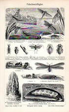 1898 Antica Stampa = TERMITI =