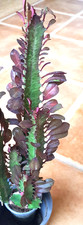 Euphorbia trigona rubra - euphorbia,