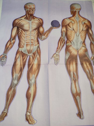 Poster anatomico vintage