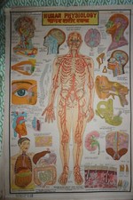 POSTER SCOLASTICO XX° INDIA HINDI IMMAGINE POPOLARE CORPO UMANO MEDICINA VINTAGE