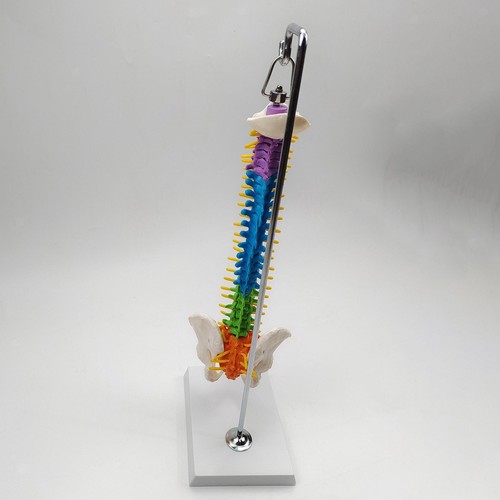 Modello colonna vertebrale - modello,
