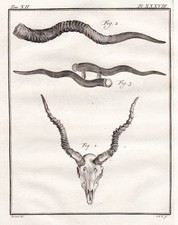 Antilope Antelope Corna Caccia