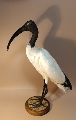 Taxidermy cabinet de - taxidermy,,