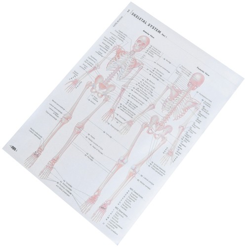 1pc poster anatomia umana - ,
