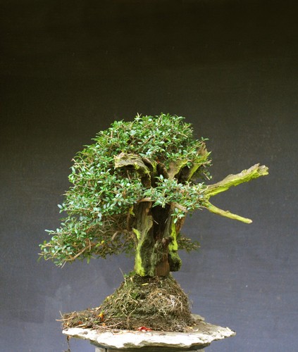 Bonsai outdoor winterhart