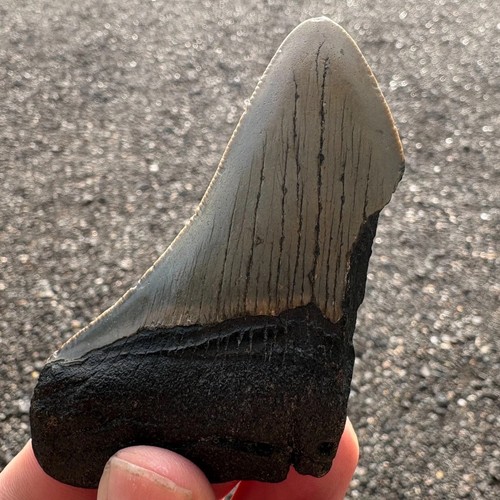 Large megalodon shark tooth - large,