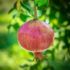 Pianta frutto melograno - pianta, da
