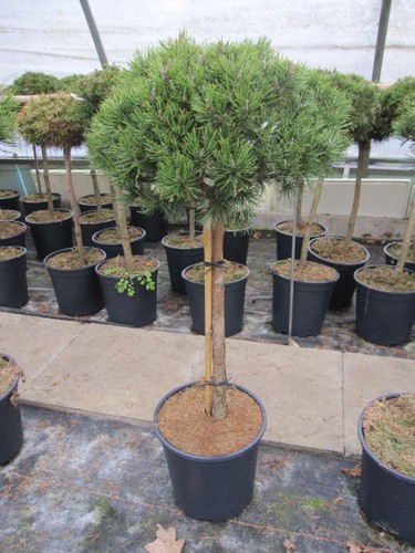 Pinus mugo carlino - pinus,