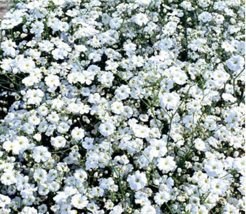 Gypsophila elegans covent - gypsophila,