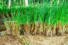 Vetiver chrysopogon - vetiver,