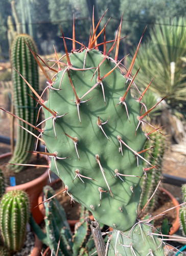 Opuntia sulphurea talea - a,