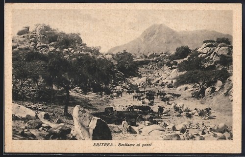 Cpa eritrea bestiame - bestiame, pozzi