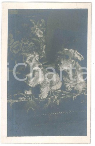 1925 italia cani coppia - 1925,