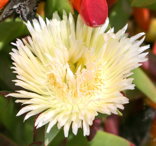 Carpobrotus edulis var luteus - carpobrotus,
