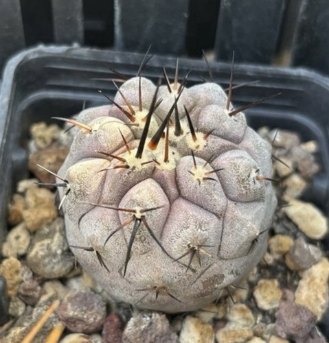 Cactus copiapoa cinerea - copiapoa,
