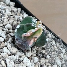 Astrophytum capricorn X Hakujo