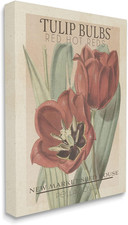 Bulbi di Tulipano Rosso