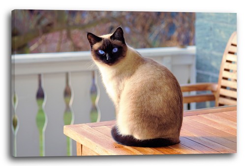 Tela cornice gatto siamese - tela/cornice,