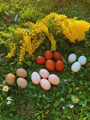 Uova feconde fertili razza - fertili,