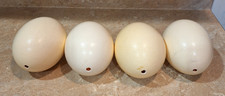 4 uova di struzzo originali
