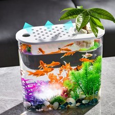 Pesci Rossi Piccoli Serbatoi