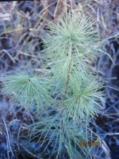 Spring sale 40 White pine