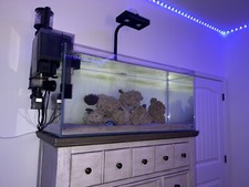 Aquarium and Supplies for a