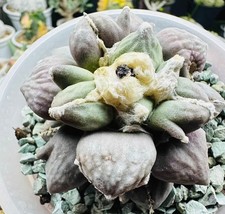 Vendita Raro Cactus Ariocarpus