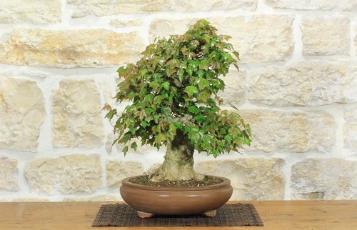 Bonsai acero tridente - tridente, (26)
