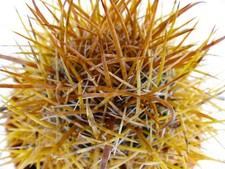 Ferocactus chrysacanthus