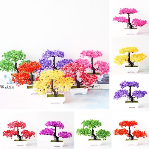 Bonsai alta qualità - alta, pianta