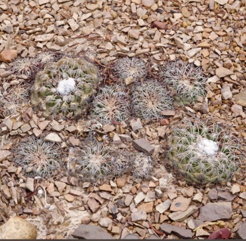 Discocactus gracilis hu485 - discocactus,