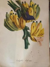 stampe antiche uccelli Cromolitografie Collezione Di 8 Ornitologia Botanica