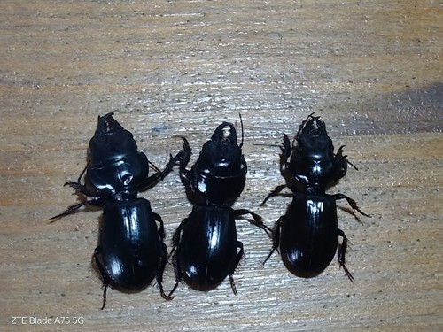 Coleoptera carabidae lotto - carabidae,