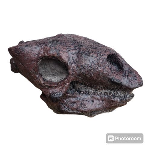 Gastonia burgei teschio