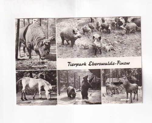 F657 cartolina tierpark - f657),