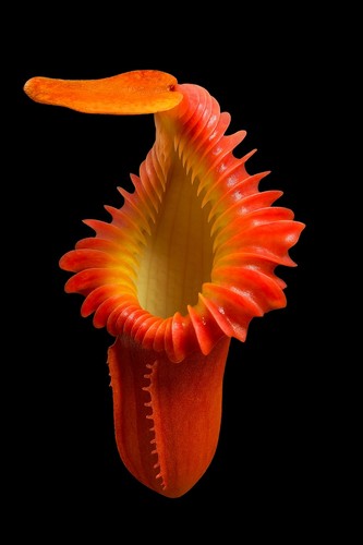 Nepenthes harryana rare - harryana,